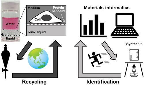 Data-driven optimization of the in silico design of ionic liquids as interfacial cell culture fluids