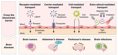 Nanocarriers based therapy and diagnosis of brain diseases: cross the blood-brain barrier