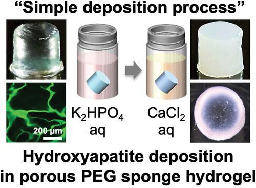Deep hydroxyapatite deposition in porous poly(ethylene glycol) sponge hydrogel via optimized and simplified approach
