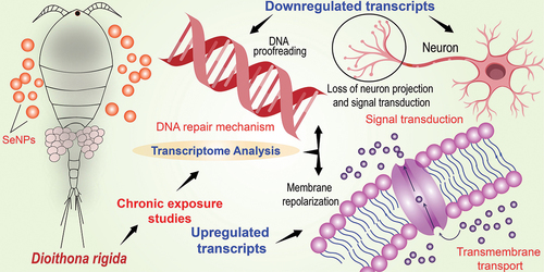 Insights into the molecular response of Dioithona rigida to selenium nanoparticles: de novo transcriptome assembly and differential gene expression analysis