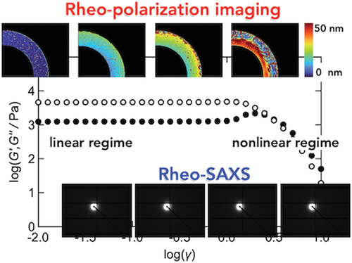 Strain amplitude sweep testing of oscillatory shear of transient networks with controlled network structures